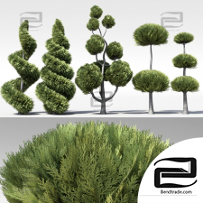 Trees Trees Set of clipped cypress