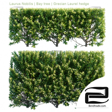 Bushes Grecian Laurel hedge
