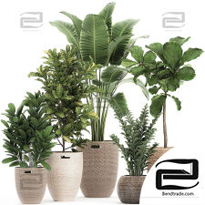 Indoor plants 355