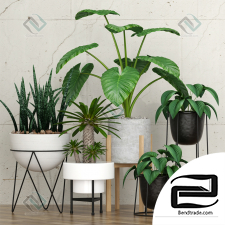 Indoor plants Indoor plants 71
