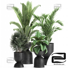 Indoor plants set 888