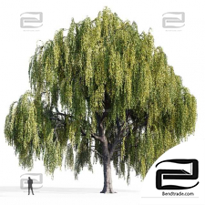 Willow Trees