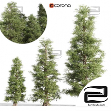 3 cedar tree