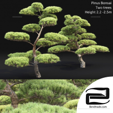 Trees Trees Pinus Bonsai 16