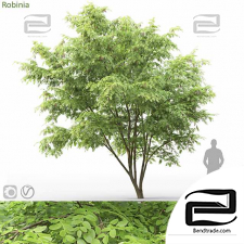 Robinia Trees