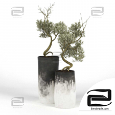 Indoor plants Olive 44