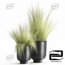 Indoor plants Feather grass