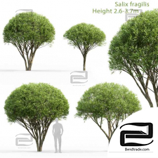 Salix fragilis trees
