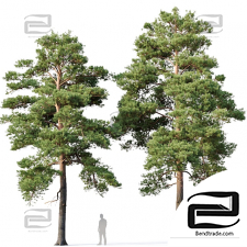 Trees Trees Pinus sylvestris 10