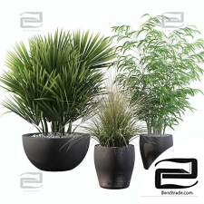Outdoor plants collection 041