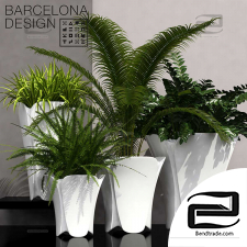 Indoor plants Barcelona design