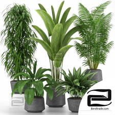 Indoor plants set 977