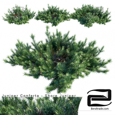 Juniperus Conferta Bushes