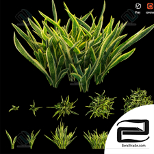 Grass Sansevieria Artificial