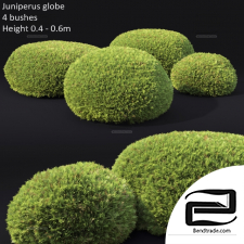 Bushes Juniperus Globe