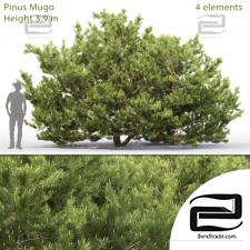 Trees Trees Pinus Mugo 3