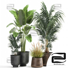 Indoor plants Collection 29