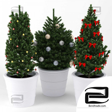 Indoor plants of the Christmas tree
