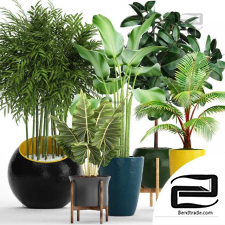 Collection of potted plants 63