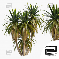 Palm Tree Set 01