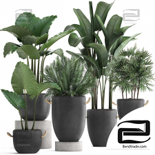 Indoor plants set 14