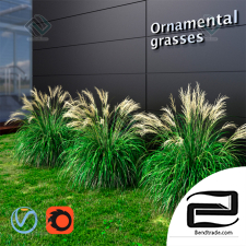 Grass Ornamental grass Miscanthus