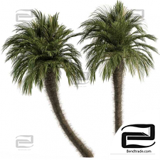 Big palm trees