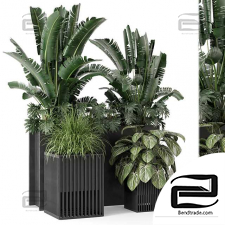Outdoor Plants Bush in Metal Pot