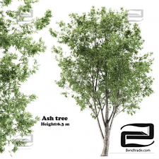 Ash 12 trees