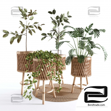 Indoor Plants Collection - Set 02