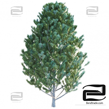 Trees Trees Pine Cedar