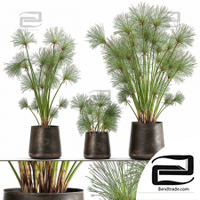 Indoor plants Collection 896