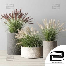 Pennisetum foxtail outdoor plants