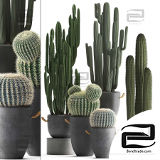 Indoor Plants Set of Cactuses 02