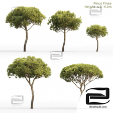 Trees Trees Pine Italian