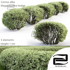 Bushes Cornus Alba Elegantissima hedge 7