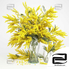 Mimose_1