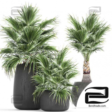 Indoor plants decorative palm trees