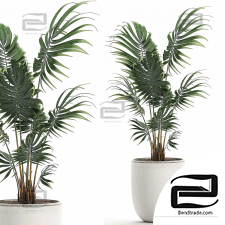 Indoor plants decorative palm