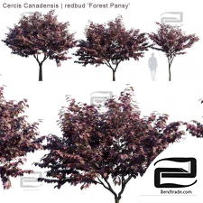 Cercis Canadensis trees