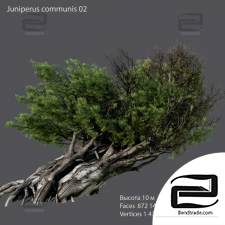 Common juniper trees 11
