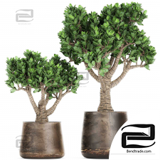 Indoor plants Money Tree 02