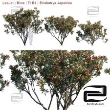 Eriobotrya Japonica trees