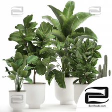 Indoor plants Collection 533