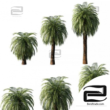Palm trees 09