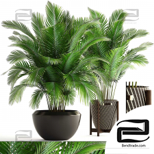 Indoor plants palm trees 11