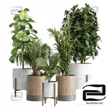 Indoor plants 13