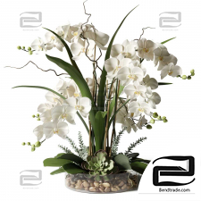 Indoor plants of White orchids
