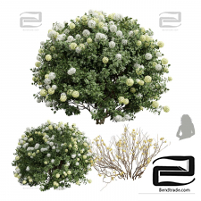 Bushes of Edgeworthia Chrysantha Paperbush Viburnum Opulus Roseum Bush