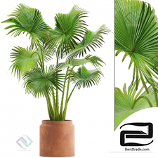Palm Tree Palm 02
